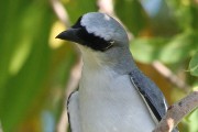 White-bellied Cuckoo-shrike (Coracina papuensis)